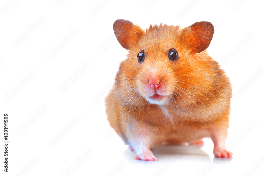 Hamster. Cute pet isolated on a white background