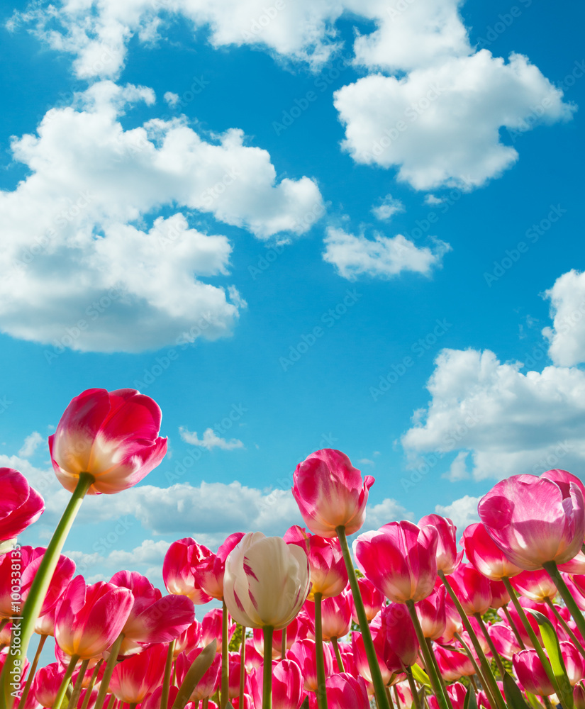 Beautiful tulips field in the Netherlands