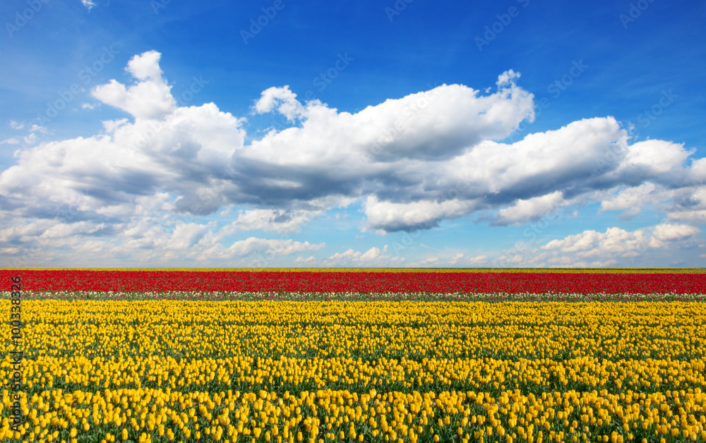 Beautiful tulips field in the Netherlands