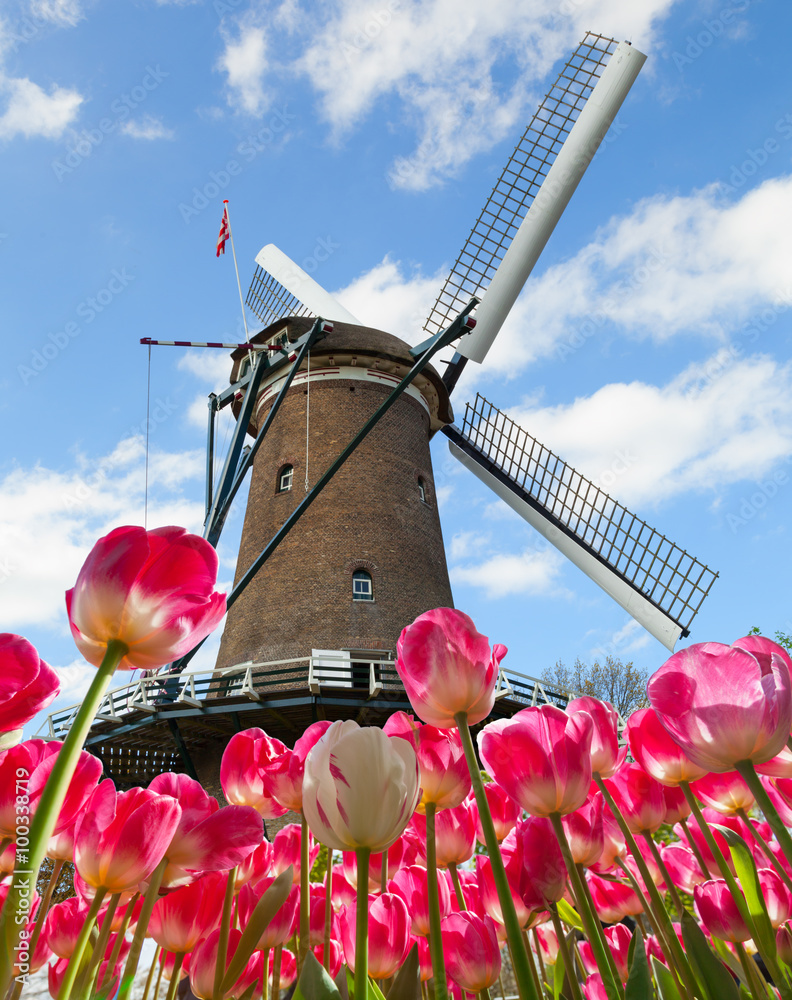 Vibrant tulips field with Dutch windmill