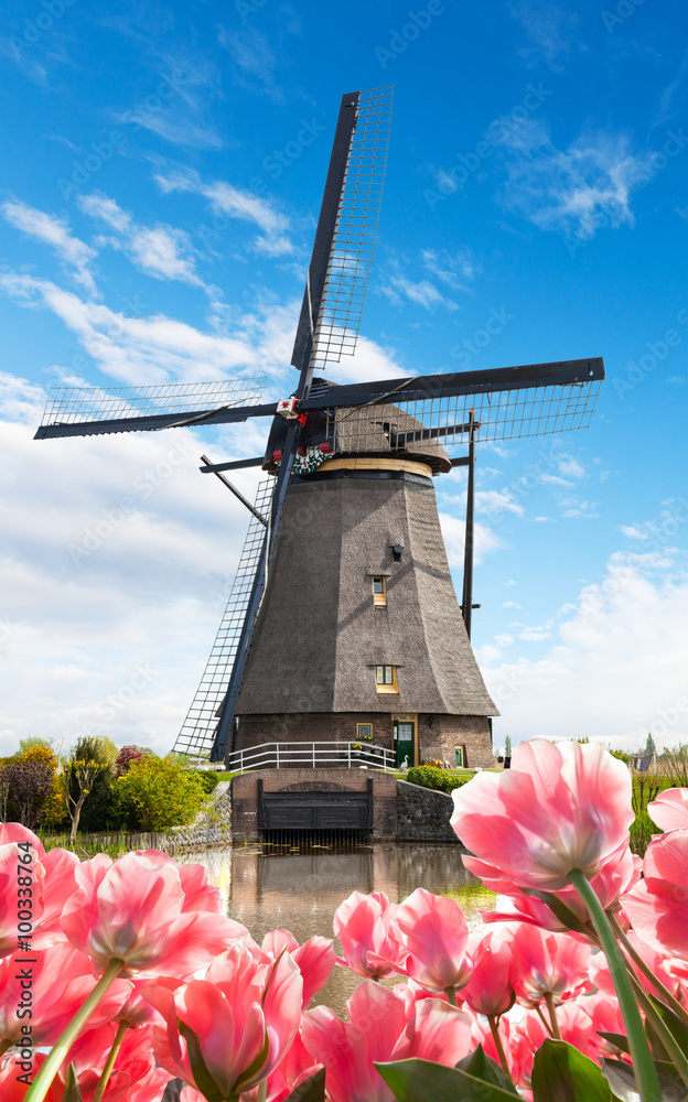 Vibrant tulips field with Dutch windmill