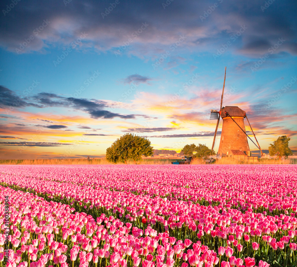 Vibrant tulips field with Dutch windmill