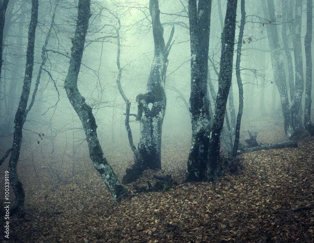 Mystical autumn forest with green fog in the morning. Beautiful landscape. Vintage style