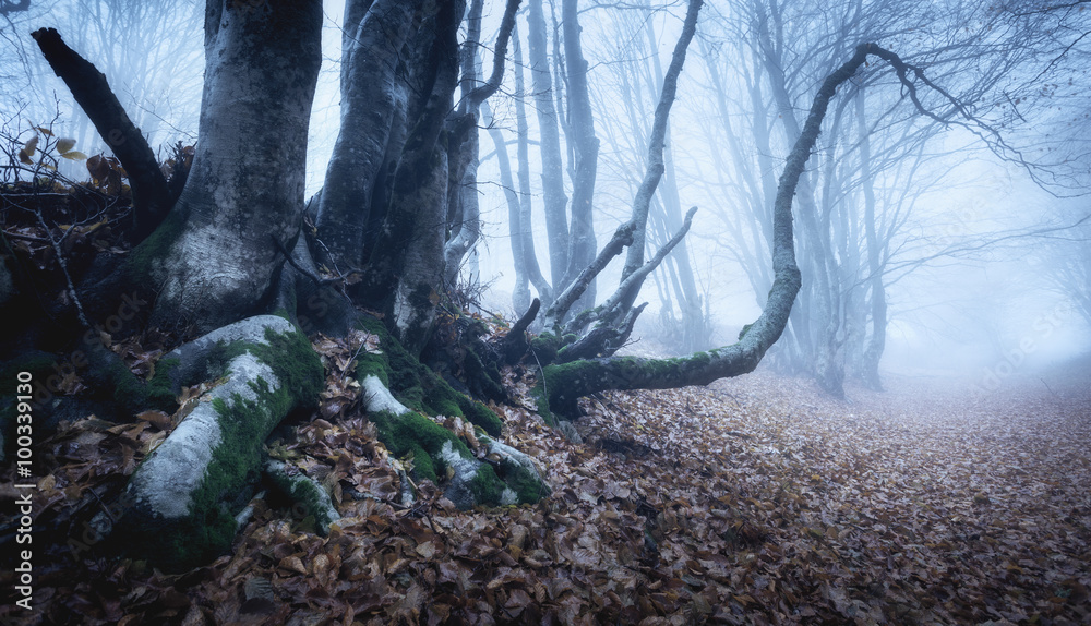 Magic tree in mysterious autumn forest in blue fog in the rainy morning. Beautiful landscape. Vintag