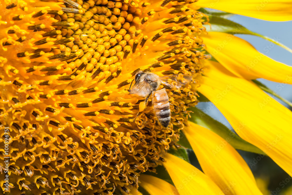 bee working on a sunflower