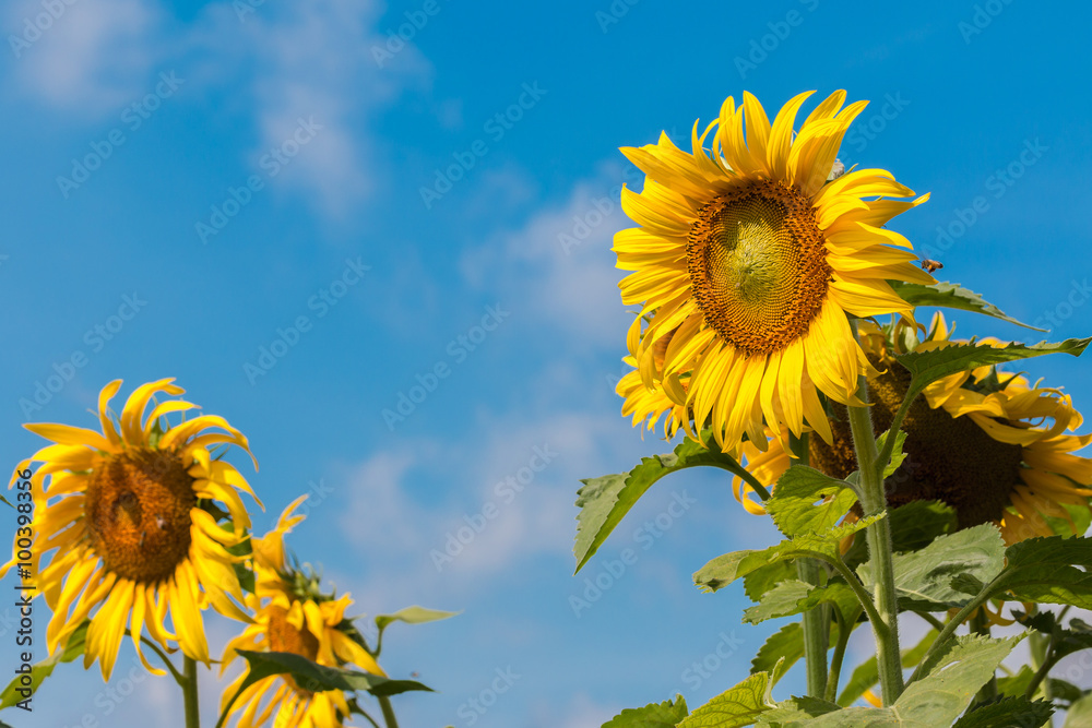 Sunflower bloom