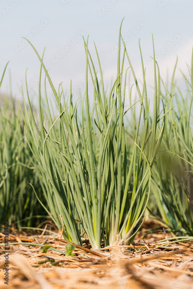 onion in agricultural garden