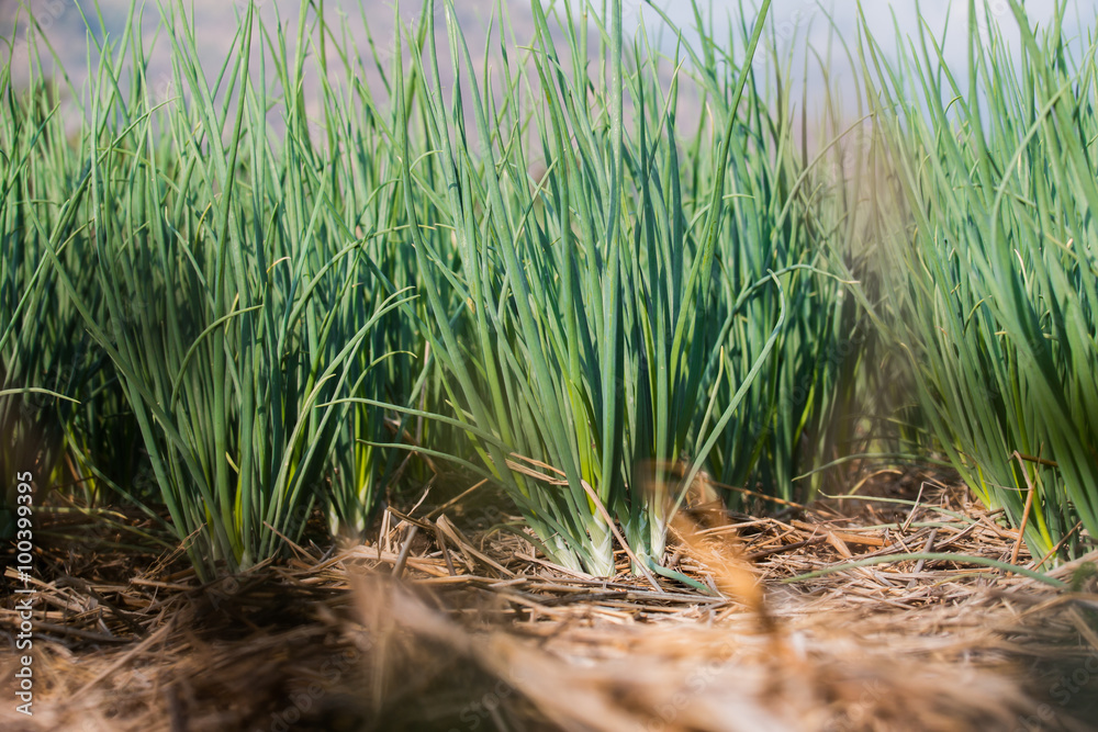 onion in agricultural garden