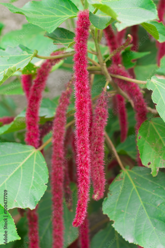 Acalypha