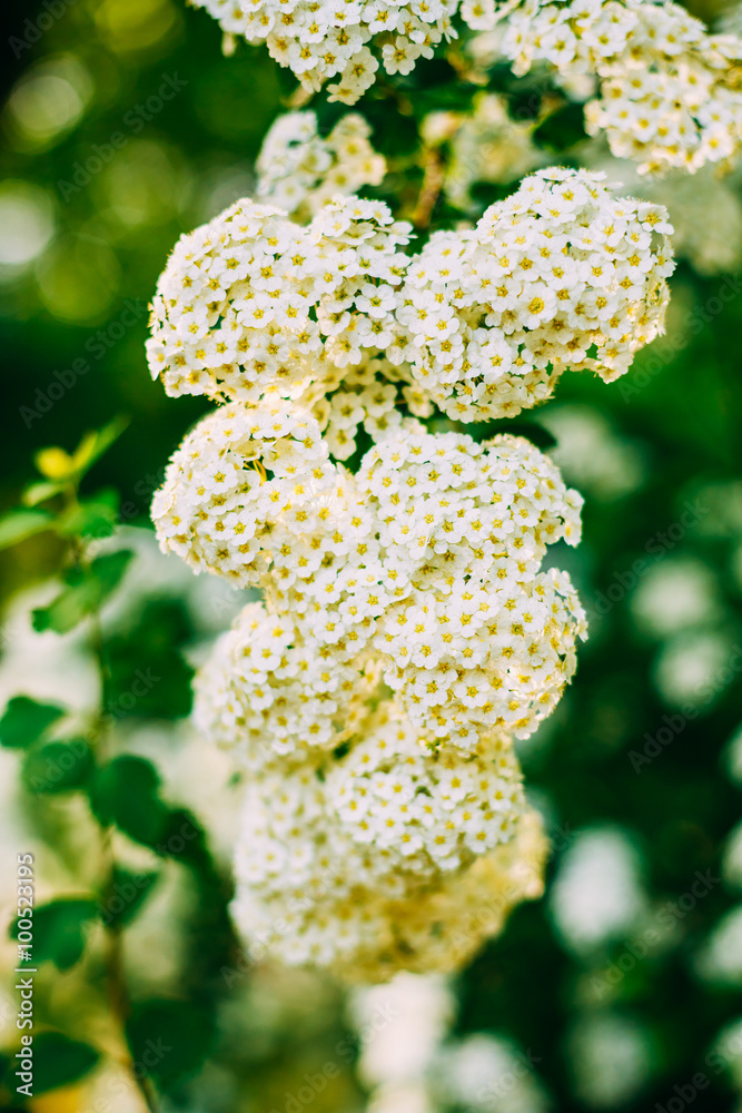 White Spirea Vanhouttei Flowers On Bush At Spring（万豪泰白螺春天在灌木上开花）