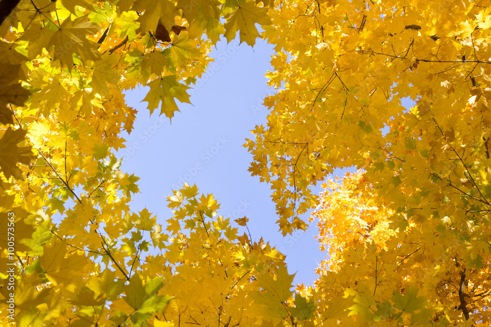 Looking up into the bright yellow leaves of Autumns golden Maple leaves and blue sky making a great