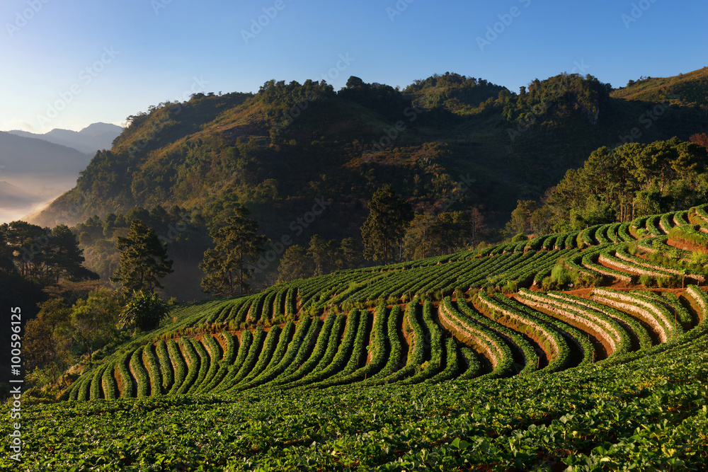 泰国清迈Doi Ang Khang的草莓园