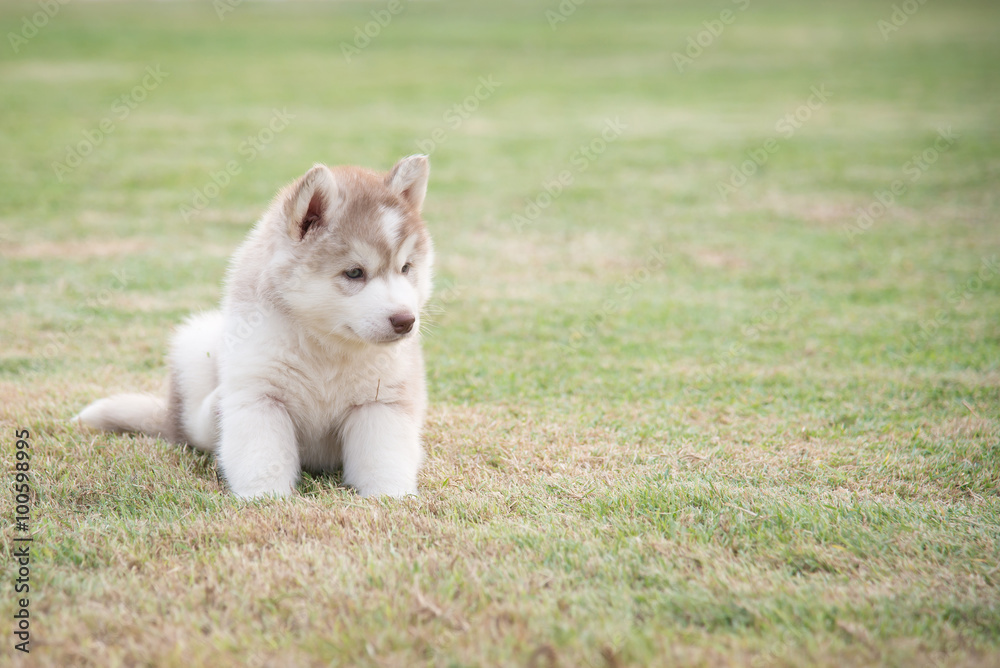 Cute little white siberian husky puppy sitting on green grass..