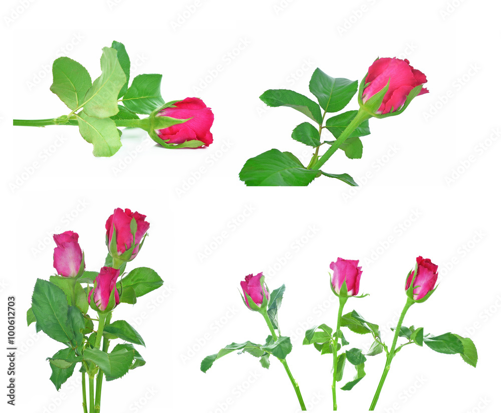 Set of Single beautiful red rose isolated on white background