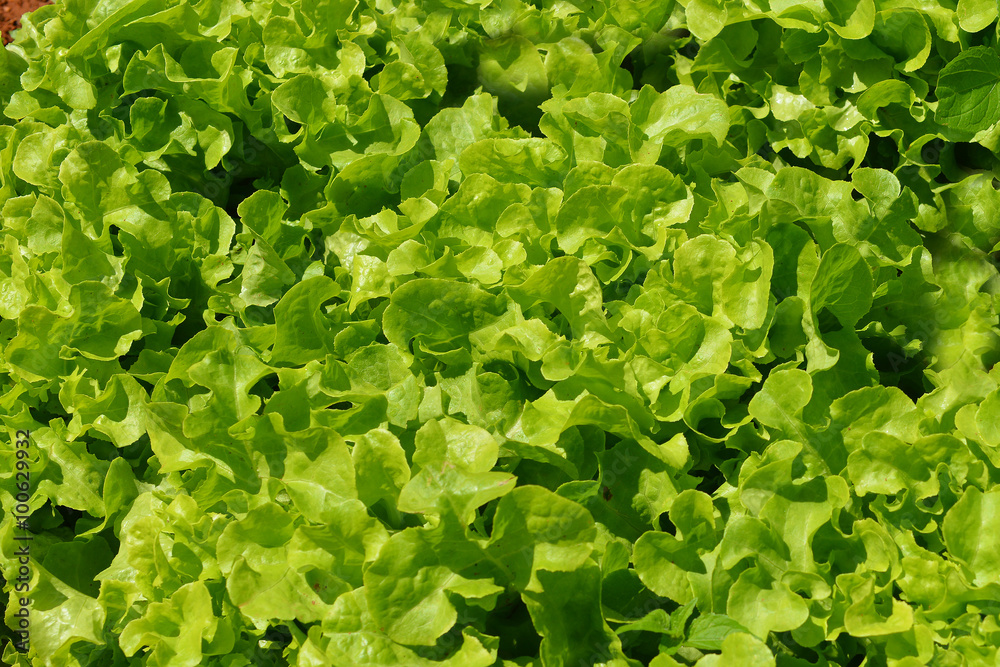 Vegetables salad growing out of the earth in the garden