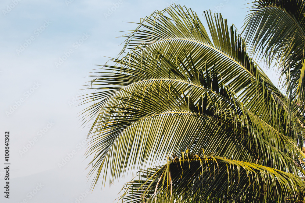 Coconut tree in garden