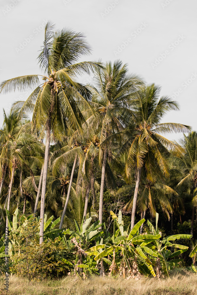 Coconut tree in garden