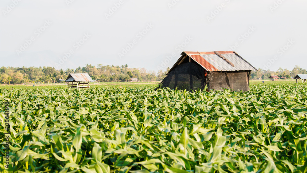 Green corn field