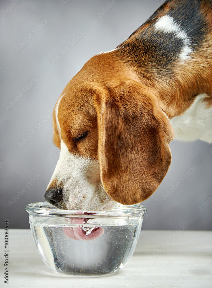 小猎犬喝水