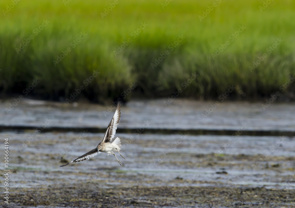 泥滩上的Willet