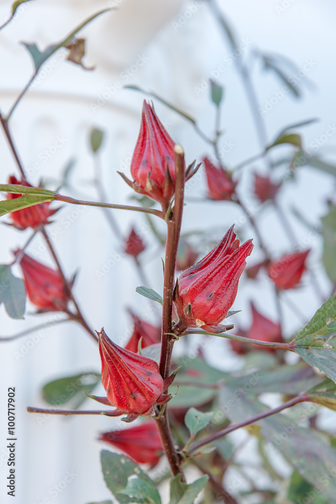 玫瑰花