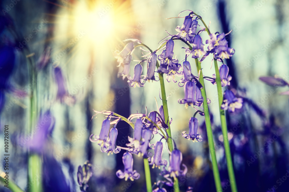 Beautiful bluebells in spring forest