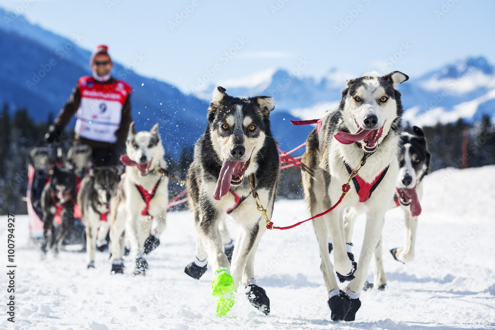 雪橇犬比赛