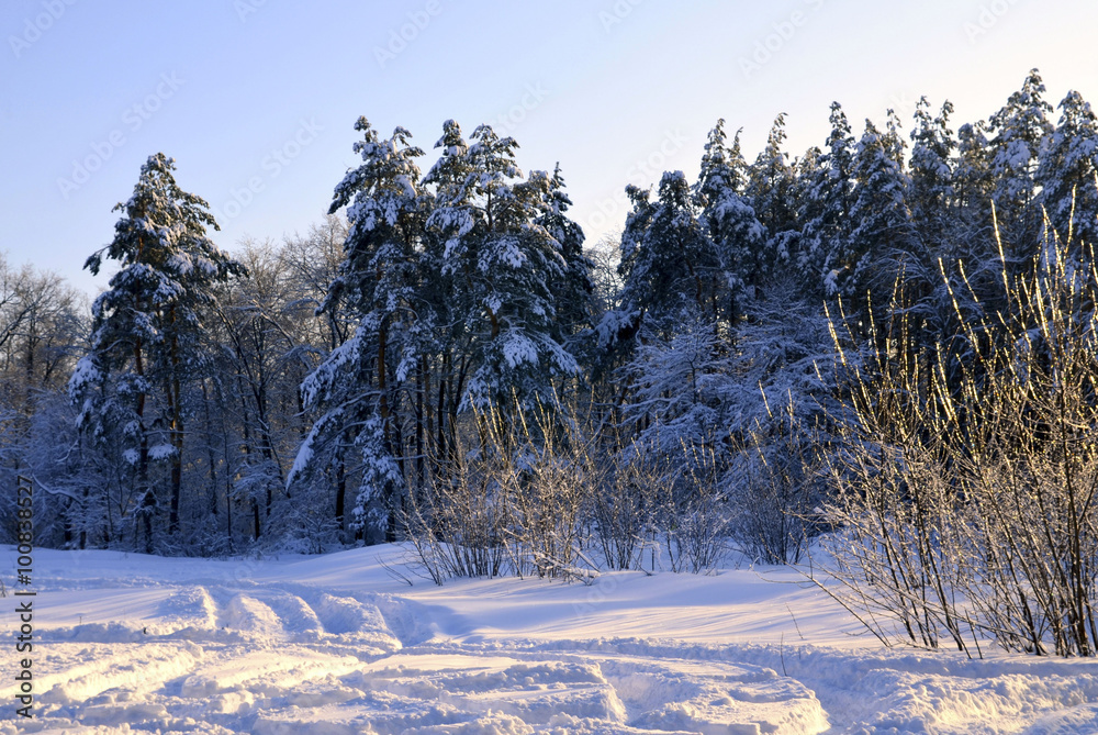 日落时的雪地森林景观。