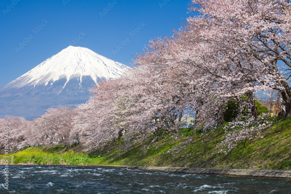 美丽的富士山和樱花在日本春天的季节