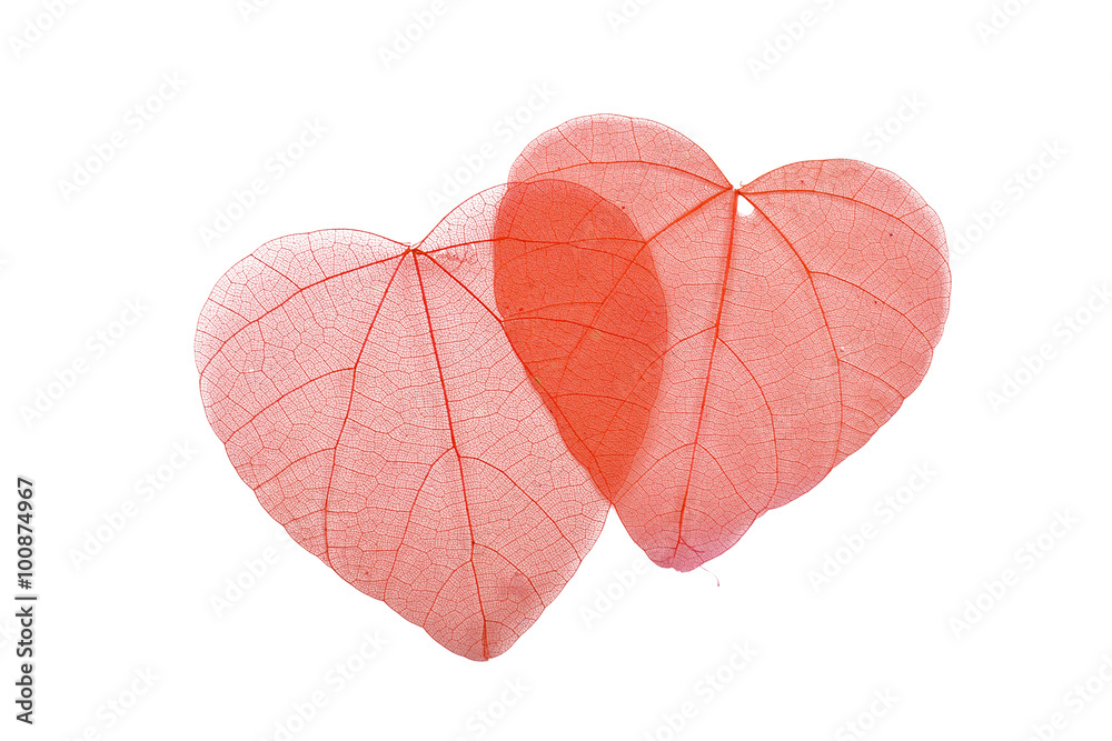 Two red heart shaped skeleton leaves on white