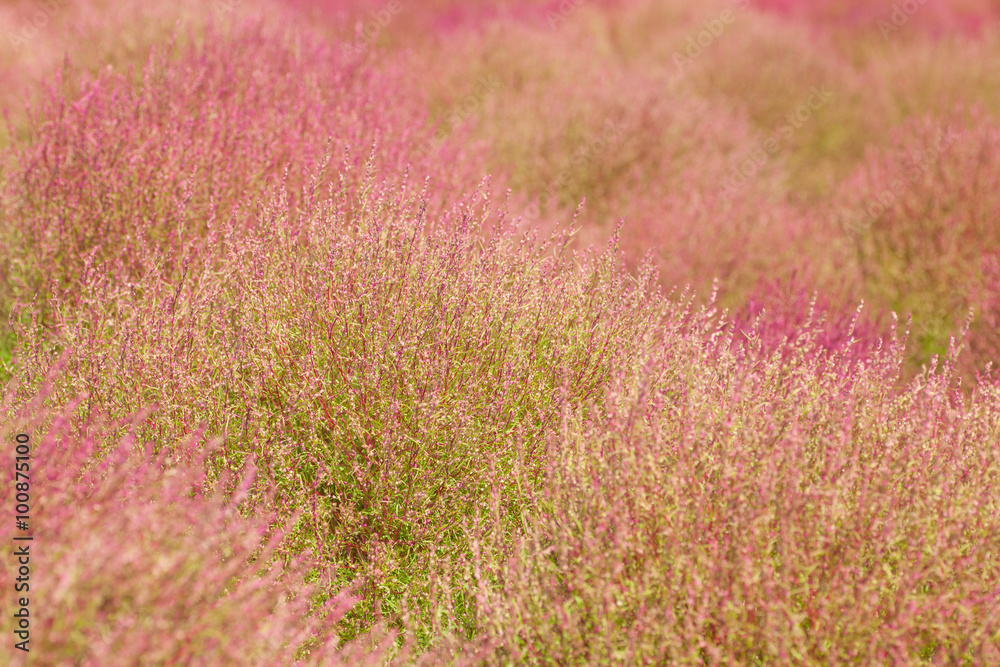 Close - up kochias hill in autumn season at Hitachi seaside park , Ibaraki prefecture , Japan