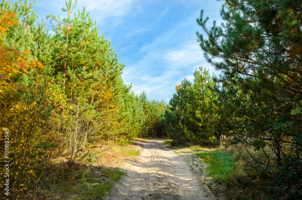 Pathway through the autumn forest