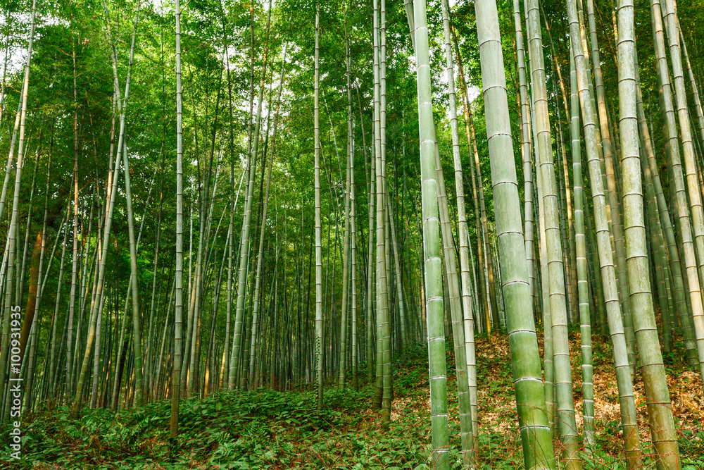 夏日绿竹林