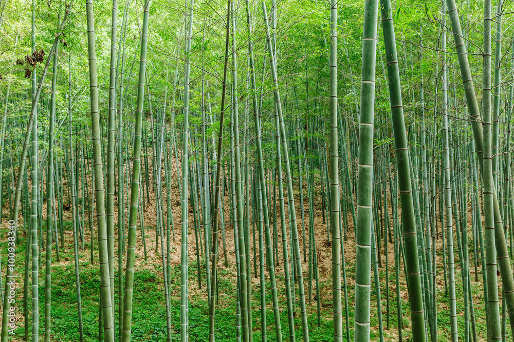 夏日绿竹林