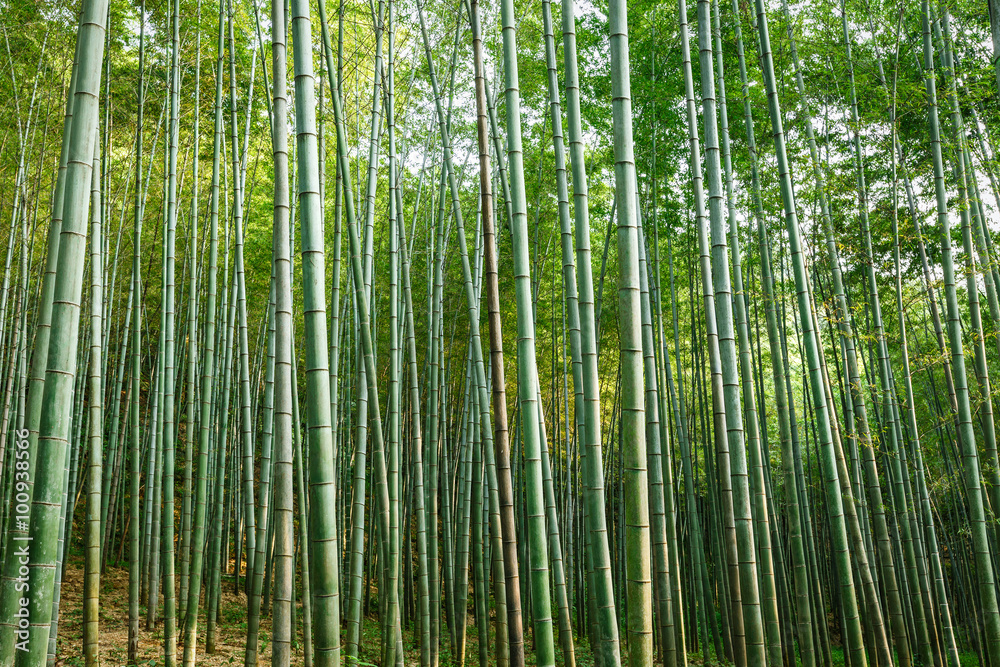 夏日绿竹林