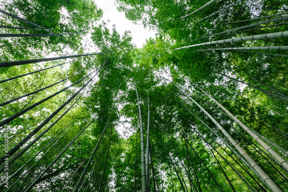 夏日绿竹林