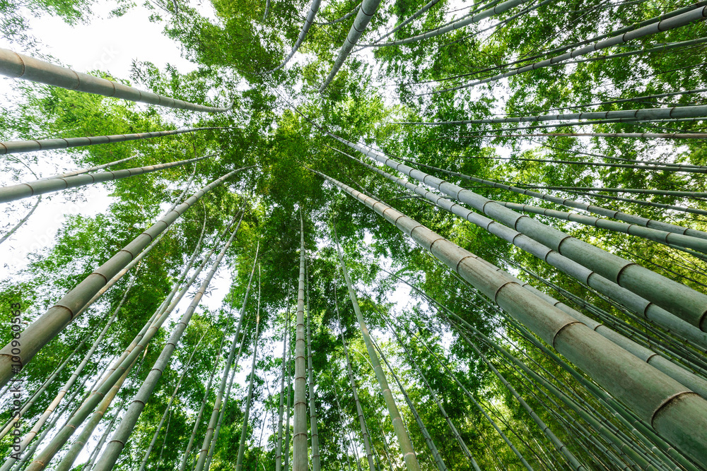 夏日绿竹林