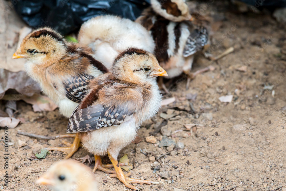 chick fed naturally