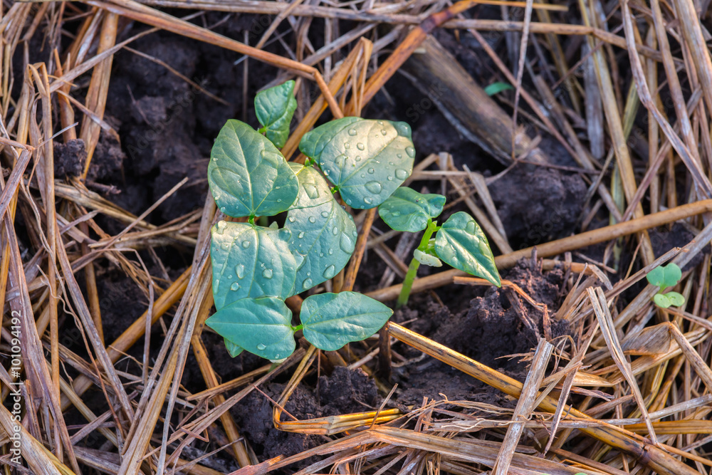 young cow-pea plants growing in agricultural garden