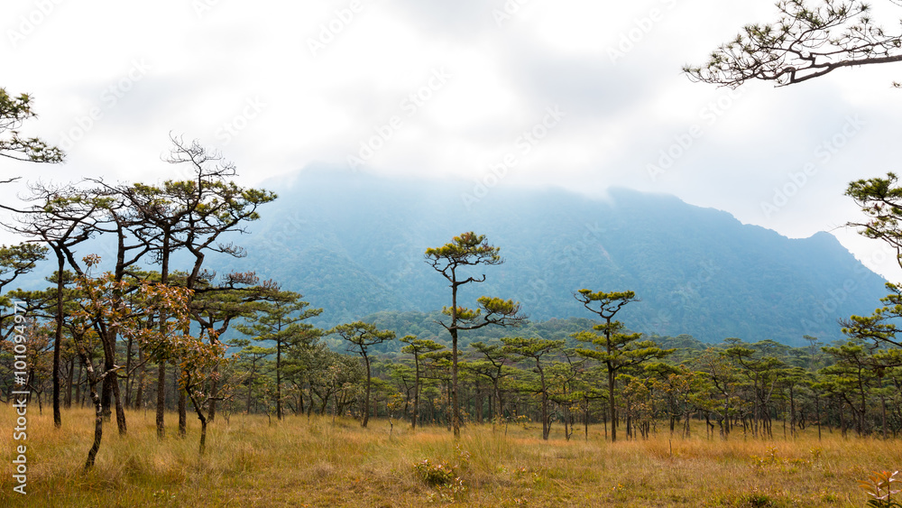 草甸和松树森林