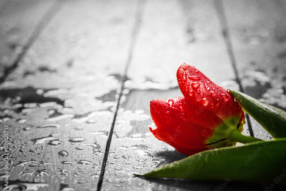 Fresh red tulip flower on wood. Wet, morning spring dew.