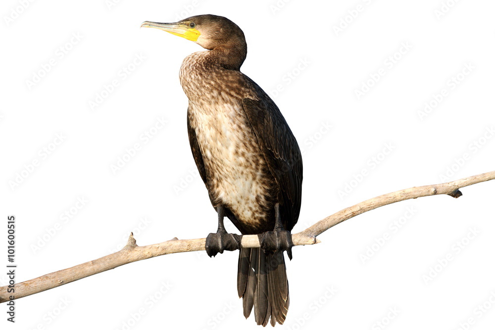 isolated great cormorant on branch