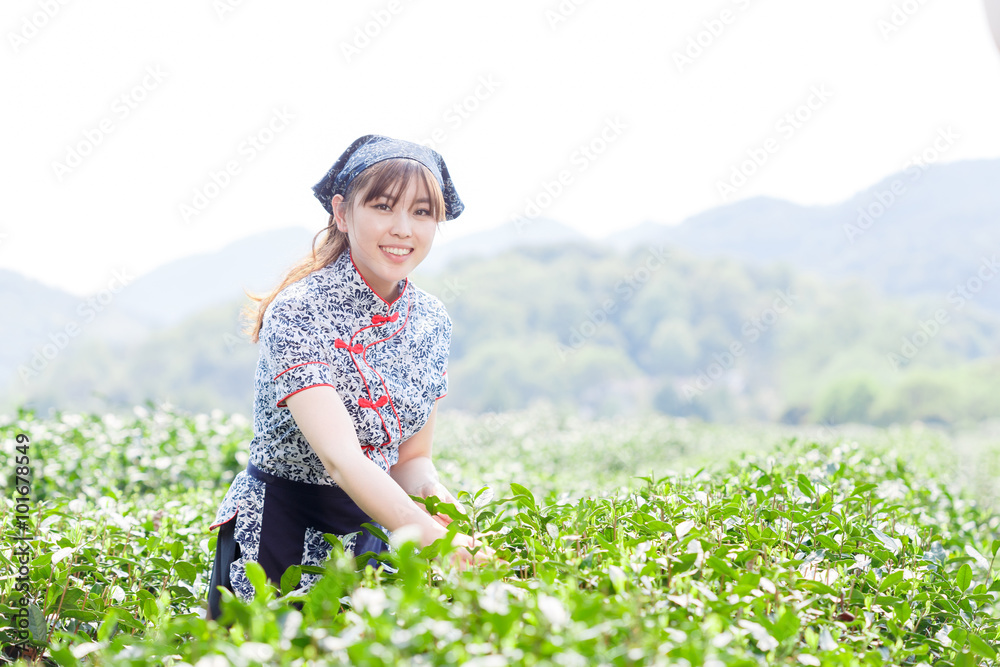 种植园里漂亮的亚洲采茶女孩