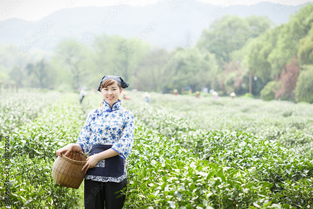 种植园里漂亮的亚洲采茶女孩