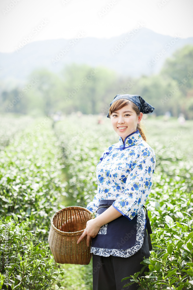 种植园里漂亮的亚洲采茶女孩