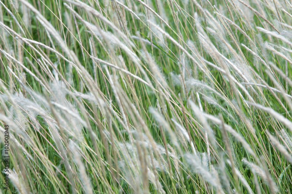 white reeds