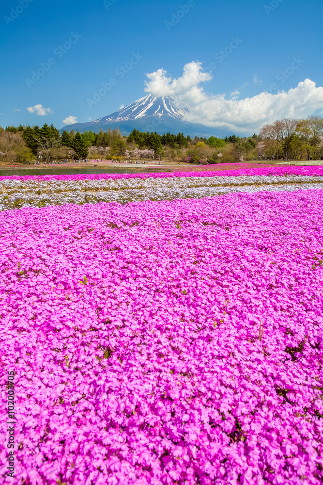 春天的富士山和粉红色苔藓田