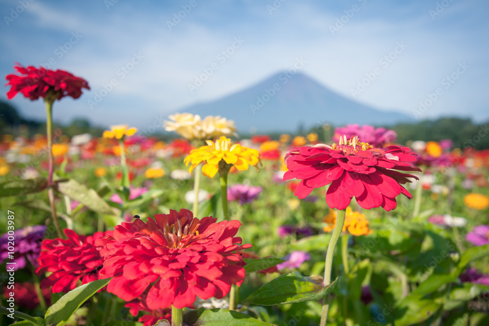 Yamanakako Hanano Miyako Koen夏季的宇宙花和富士山