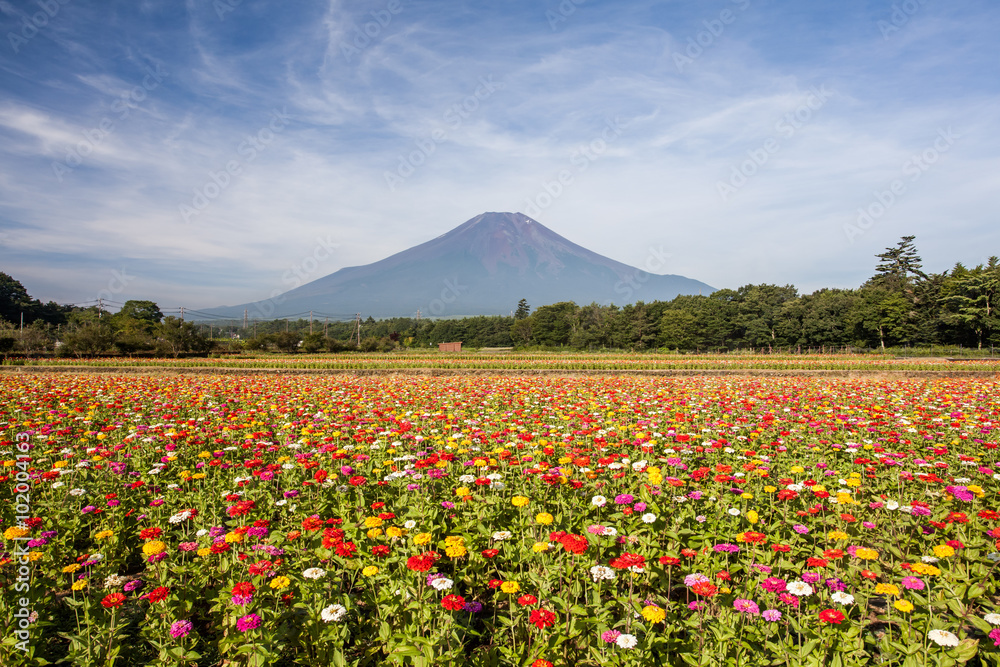 Yamanakako Hanano Miyako Koen夏季的宇宙花和富士山