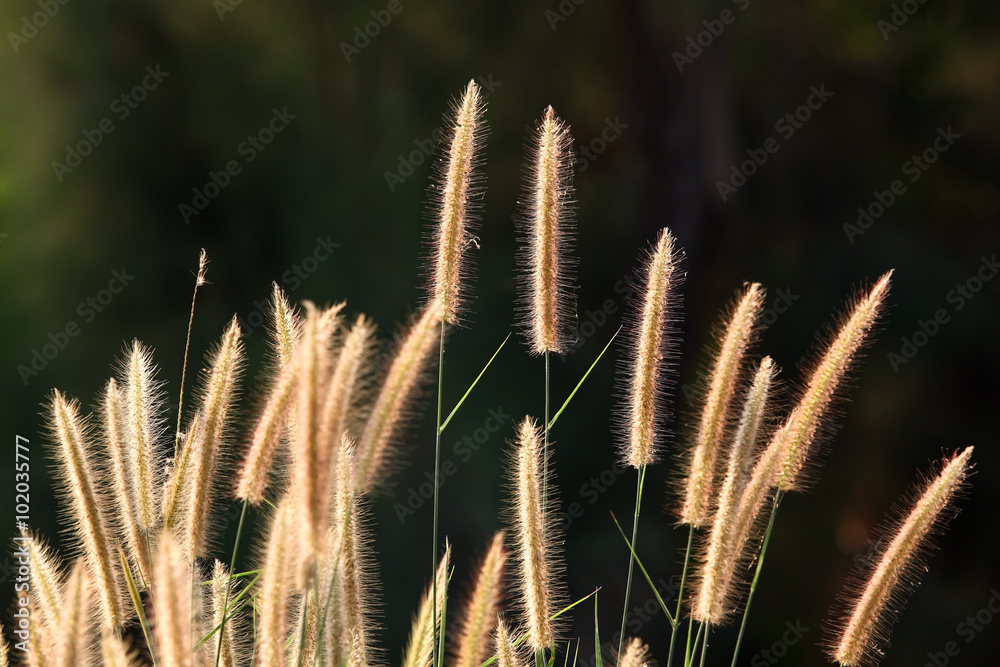 芦苇对抗阳光。